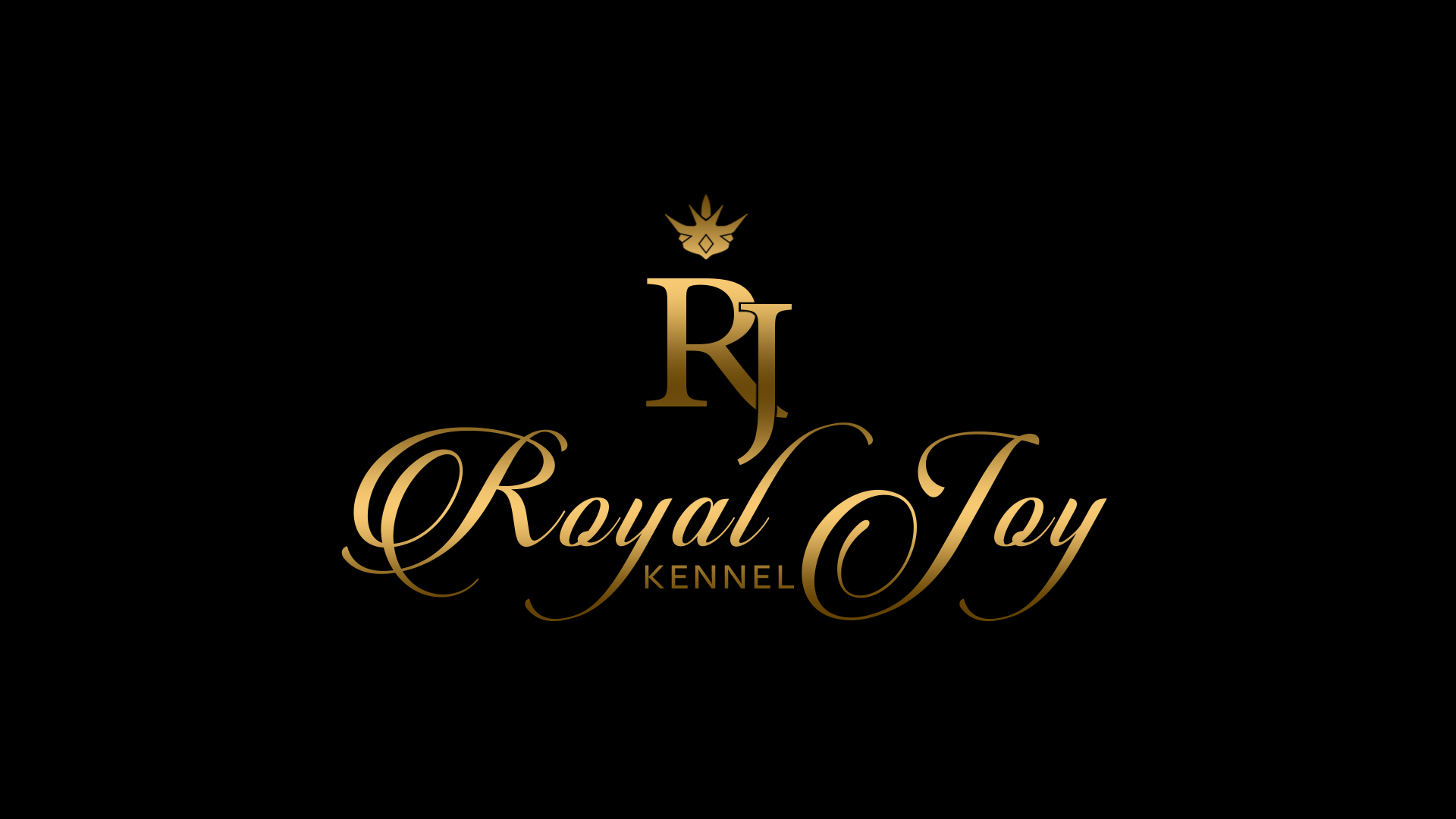 Royaljoy Kennel &mdash; Labaza DogPedigree YorkshireTerrier